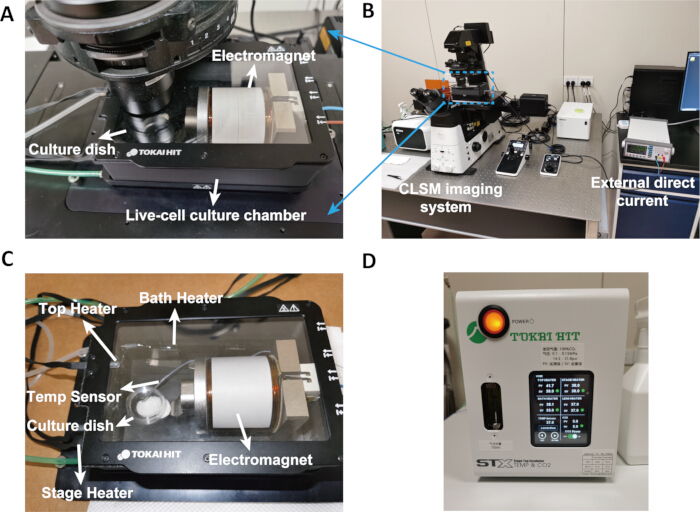 figure-results-3 Live-cell culture chamber with CLSM imaging, electromagnet, heaters, and direct current setup.