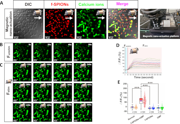 figure-results-4 Magnetic nano-actuation diagram; f-SPIONs, calcium ions, DIC microscopy, fluorescence results.