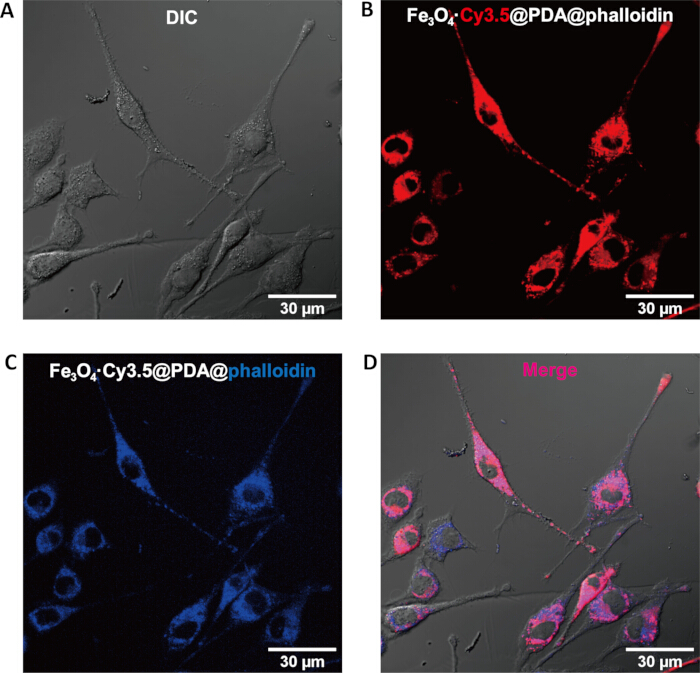 figure-results-7 Cell imaging with Fe3O4 nanoparticles; fluorescence microscopy showing DIC, Cy3.5, phalloidin merge.