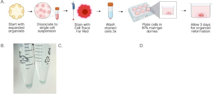 figure-results-1 Organoid reformation process: diagram shows single cell suspension, staining, plating in Matrigel domes.