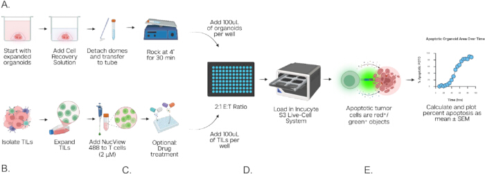 figure-results-2 Organoid-TIL assay workflow diagram; NucView 488 dye; apoptosis measurement; Incucyte system.