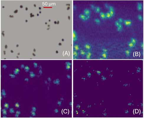 figure-results-1 Fluorescence microscopy analysis of nanoparticles distribution; diagram showing microscopic results.