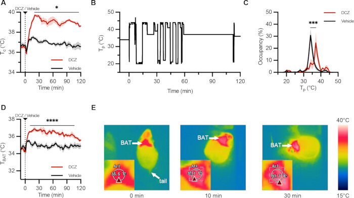 Thermoregulation research graph and thermal images; DCZ vs. vehicle; BAT temperature; data analysis.