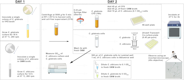 figure-results-1 酵母共培养方法示意图;Glabrata 与 Albicans 实验设置及观察流程。