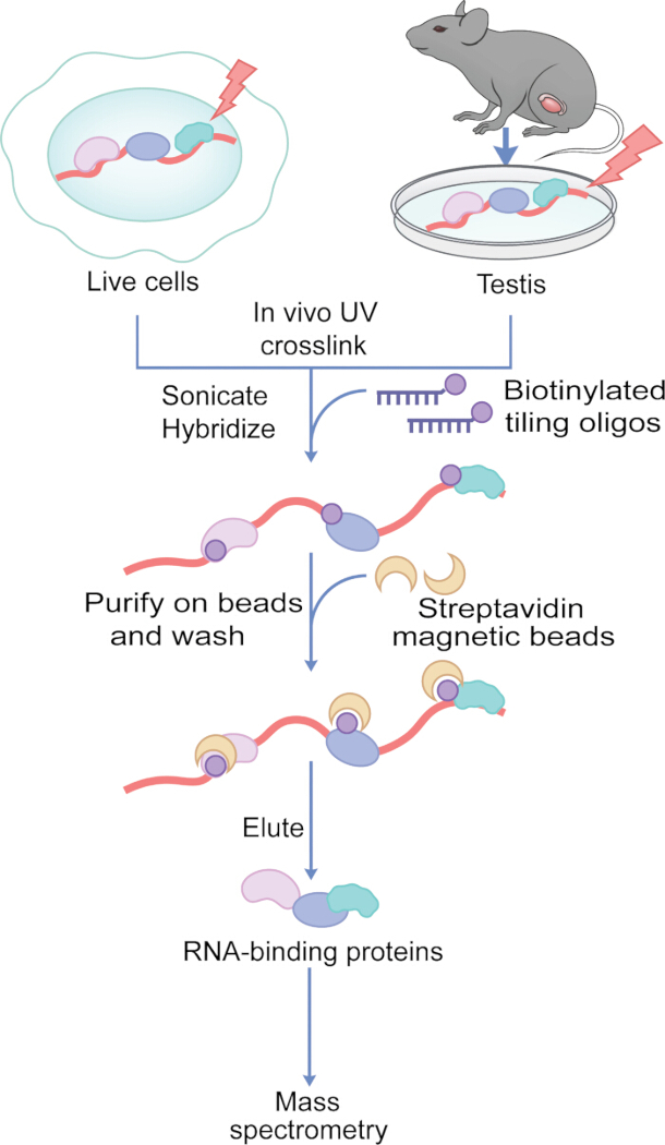 figure-results-1 In vivo UV crosslinking diagram: RNA-protein interaction, hybridization, mass spectrometry analysis.