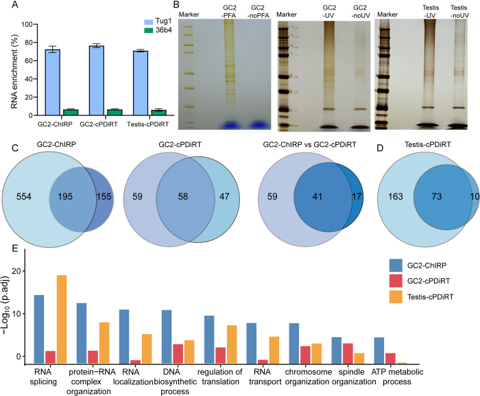 figure-results-2 RNA enrichment analysis with protein interaction; bar graph, gel electrophoresis, Venn diagrams, chart.