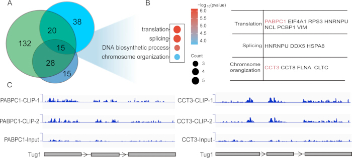 figure-results-3 Venn diagram of gene functions; bubble chart of processes; CLIP-seq analysis graph for Tug1 gene.