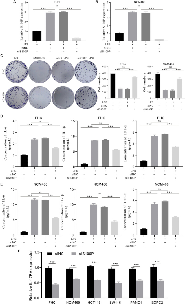 figure-results-8 Bar charts, colony assays, cytokine concentration graphs for siRNA impact on cells, inflammatory response.