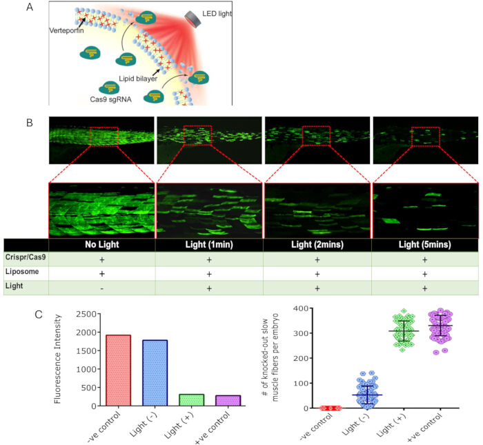 Photochemical gene editing method; CRISPR-Cas9, LED-induced, fluorescence microscopy, experimental results, intensity measurement.