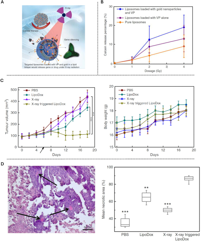 Cancer therapy with X-ray targeted liposomes; graphs on calcein release, tumor size, necrosis analysis.