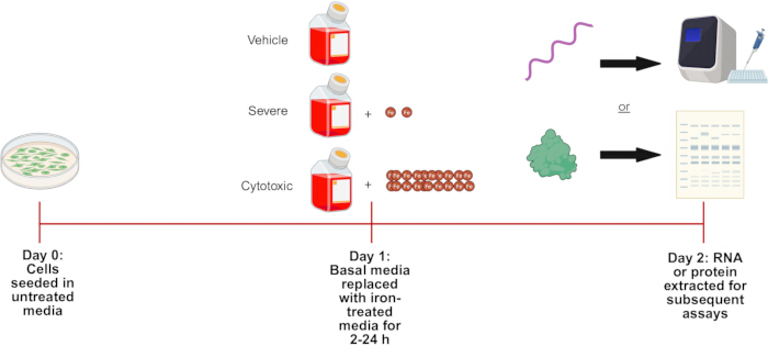 figure-results-1 Cell culture timeline; iron treatment; RNA/protein extraction; diagram; experimental procedure.