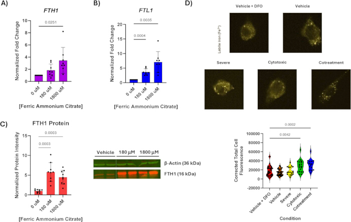 figure-results-2 FTH1, FTL1 expression analysis; bar graphs, Western blot, fluorescence microscopy, data results.