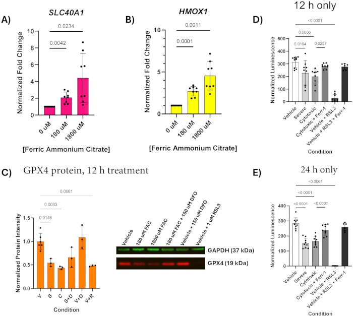 figure-results-3 Gene expression and protein analysis graphs; diagrams show fold change and luminescence results.