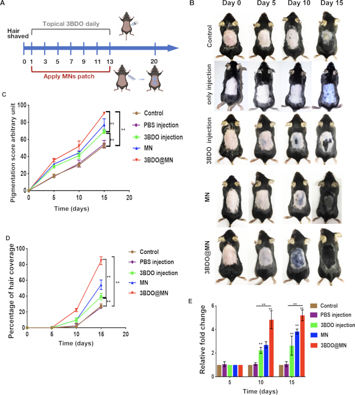 figure-results-3 Hair growth experiment with microneedle (MN) patches; pigmentation, hair coverage results in mice.