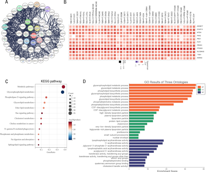 Protein interaction network diagram, heatmap expression analysis, KEGG pathway analysis, GO ontology results.