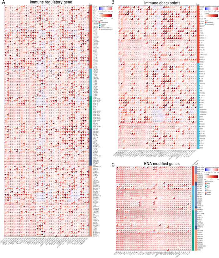 Gene correlation heatmap; immune regulatory genes, checkpoints, RNA modifications; data analysis chart.