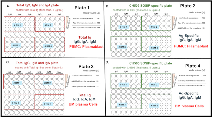 Immunoassay setup diagram for IgG, IgA, IgM detection; plates indicate PBMC and BM plasma cells.