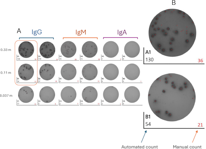 Immunoassay experiments diagram; IgG, IgM, IgA antibody detection, automated vs. manual count results.