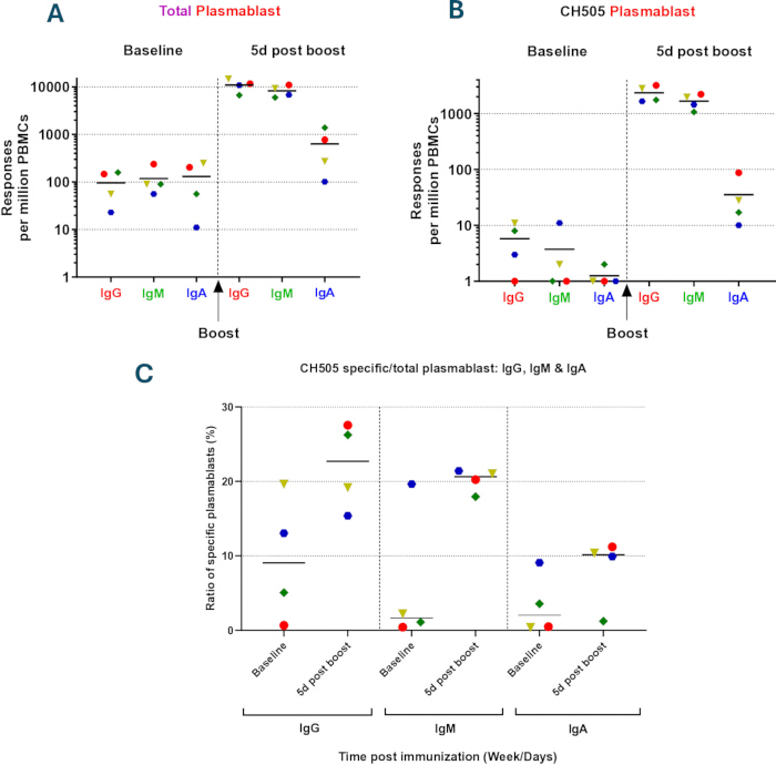 Analysis of IgG, IgM, and IgA responses post-immunization; three comparative graphs.
