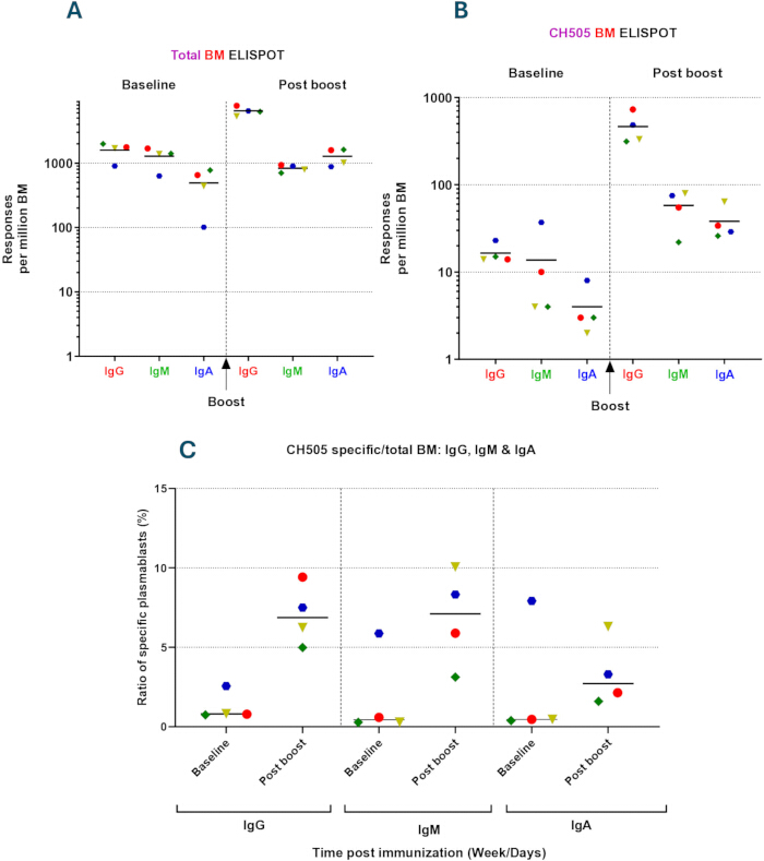 ELISPOT assay results; graphs of BM responses IgG, IgM, IgA pre/post boost; immunization analysis.