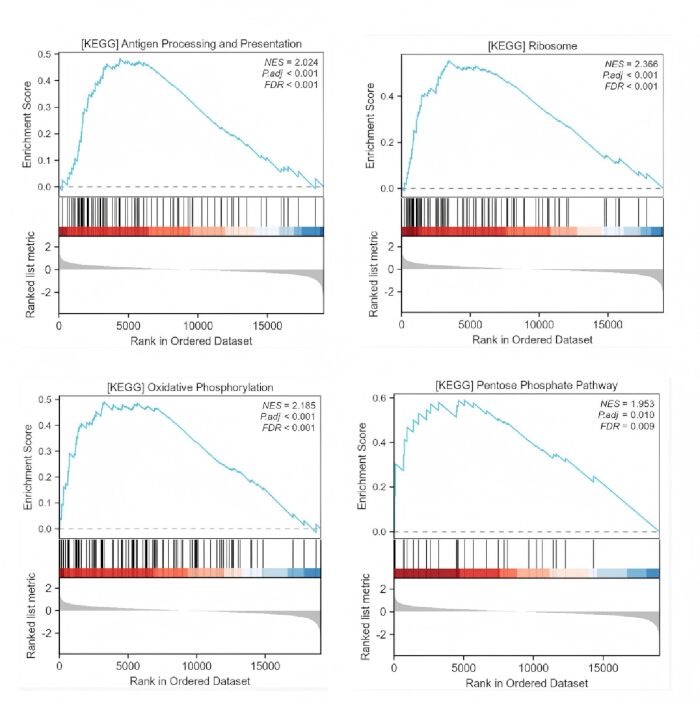 figure-results-12 KEGG pathway analysis graphs showing enrichment scores for antigen, ribosome, oxidative, and pentose.