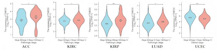 figure-results-2 Violin plots showing THBS3 expression in cancer stages: ACC, KIRC, KIRP, LUAD, UCEC analysis.