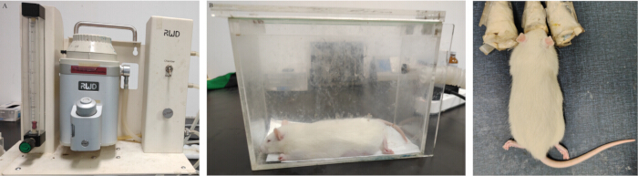Rodent anesthesia setup for animal study; equipment, rat in chamber, food intake experiment.
