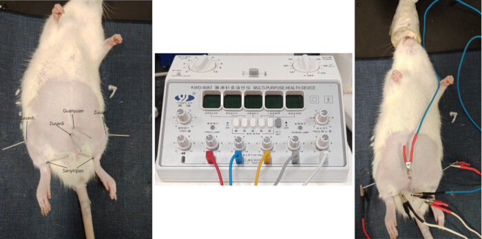 Electroacupuncture experiment setup on rats with multipurpose health device connection.