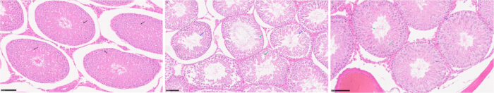 Histology slides of tissue samples; microscopy image; cellular analysis; biological research study.