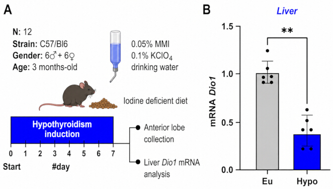 Hypothyroidism induction in mice; iodine-deficient diet setup; Dio1 mRNA analysis results graph.