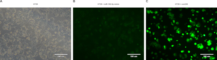 figure-results-7