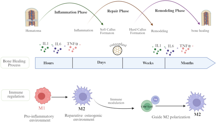 Bone healing process diagram; inflammation, repair, remodeling phases; immune regulation and M2 polarization.