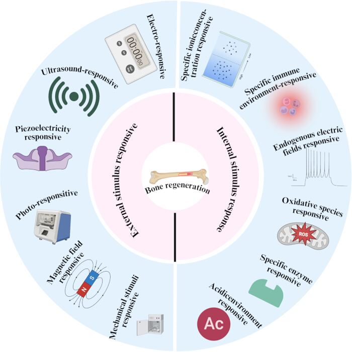 Bone regeneration stimuli diagram; external/internal responses; electro, photo, enzyme-responsive.