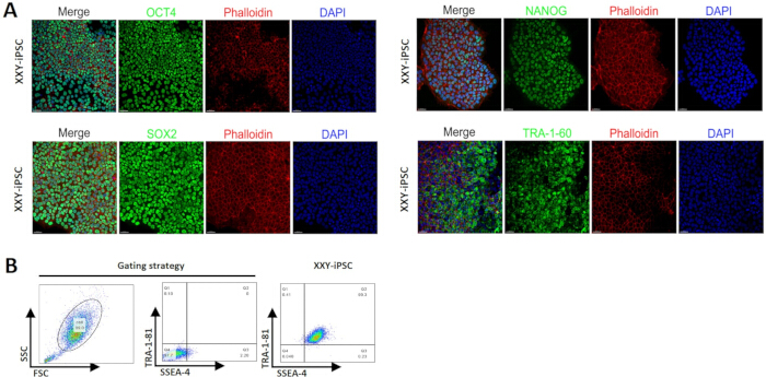 figure-results-3 Immunofluorescence microscopy of XXY-iPSC showing OCT4, NANOG, SOX2, TRA-1-60; flow cytometry.