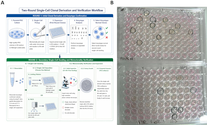 figure-results-7 Two-round single-cell clonal derivation workflow diagram and monoclonality verification experiment results.