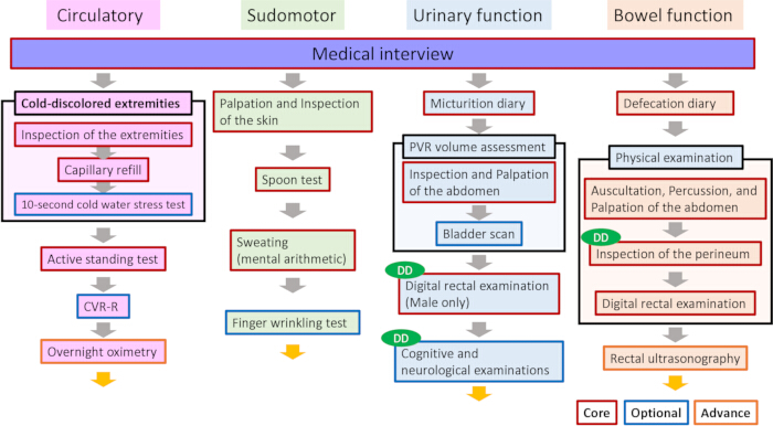 figure-results-1 Medical interview flowchart; circulatory, sudomotor, urinary, bowel functions; assessment steps.