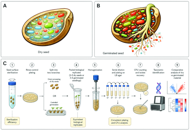 figure-introduction-1 Seed germination process diagram; steps include sterilization, plating, CFU analysis, taxonomic ID.