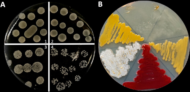 Bacterial colony growth comparison on agar plates; experiment setup with diverse microbial cultures.