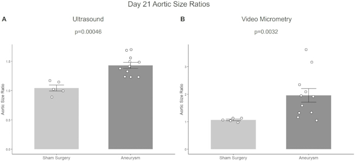 Aortic size ratios, ultrasound, video micrometry, graph comparing sham surgery, aneurysm, day 21 results.