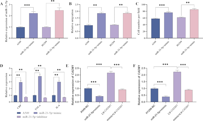 figure-results-2 Bar graphs showing gene expression and cell migration differences in miR-21-5p inhibition study.
