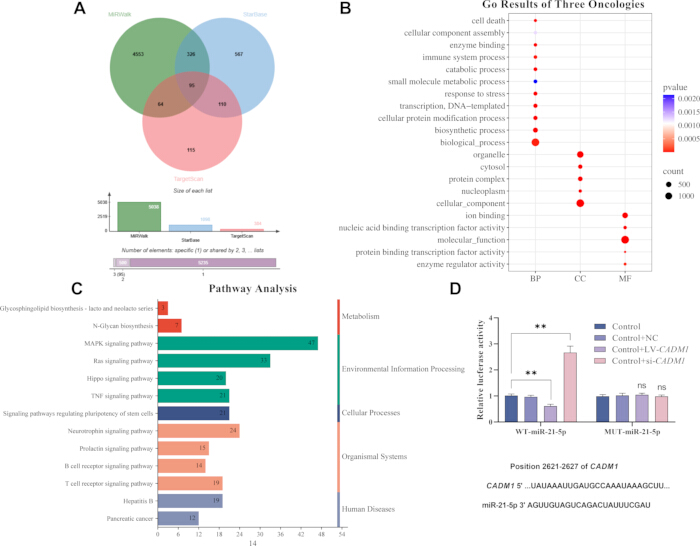 figure-results-4 Venn diagram, pathway analysis, gene oncology results, relative luciferase assay; research data.