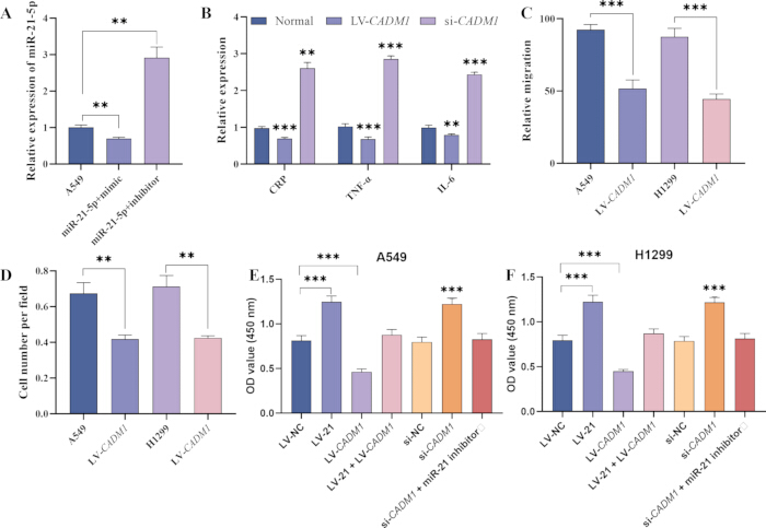 figure-results-5 Relative expression, cell migration and proliferation analyses through bar graphs in gene silencing study.
