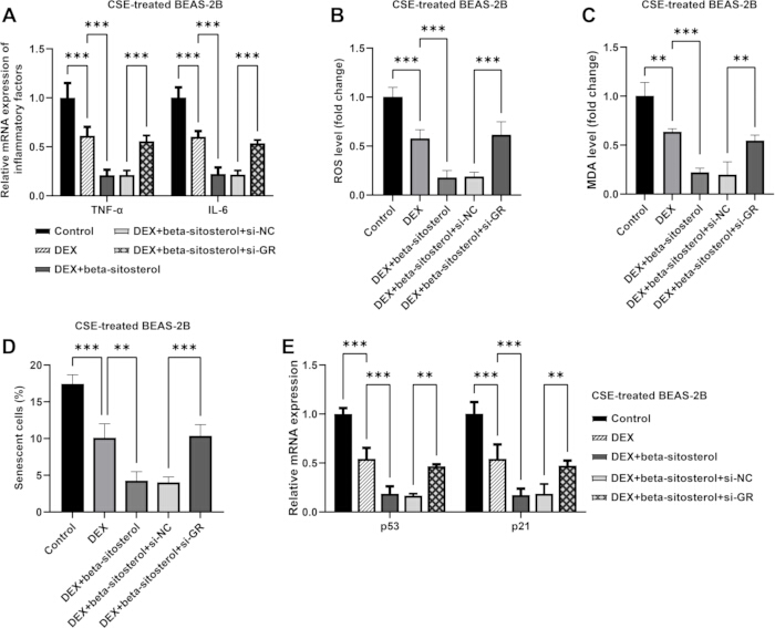 CSE-treated BEAS-2B chart; mRNA expression, ROS, MDA; effects of beta-sitosterol, DEX analysis.