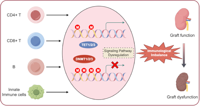 Immune cell signaling dysregulation diagram; TET/DNMT impact on immunological balance and graft function.