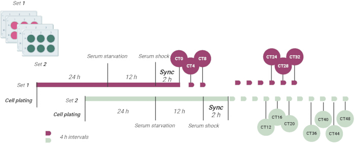 figure-protocol-1 Cell synchronization process diagram, serum shock method, timeline, experimental setup, CT intervals.