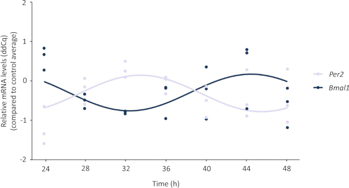 figure-results-1 Circadian mRNA expression graph; Per2/Bmal1 levels over 24-48h; rhythmic gene expression analysis.