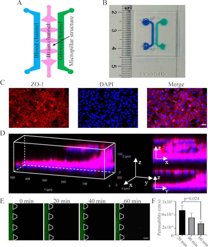 figure-results-1 Blood-brain barrier microfluidic chip diagram and experiment showing permeability data analysis.