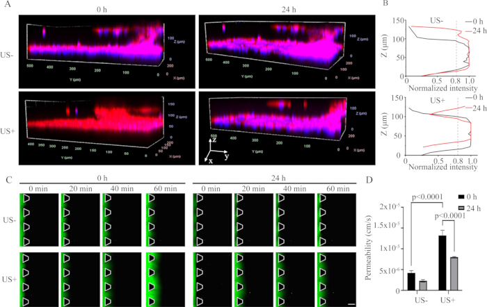 figure-results-2 Fluorescence microscopy, permeability graph, US comparison, time-lapse, permeability analysis.