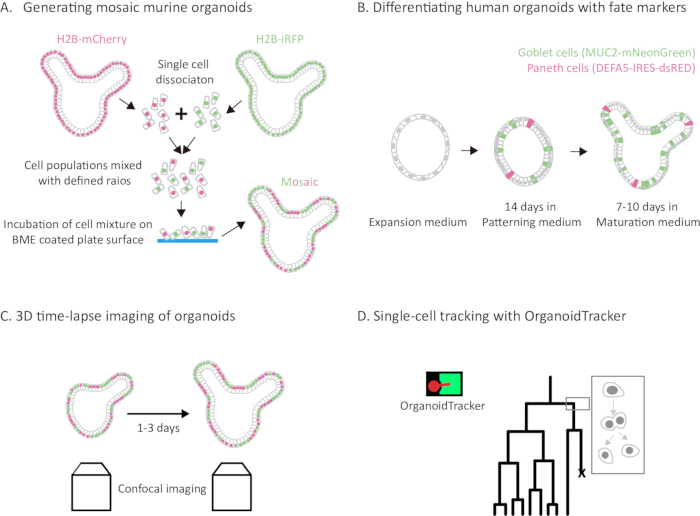 figure-results-1 Generating and differentiating organoids; diagrams showing process and confocal imaging setup.