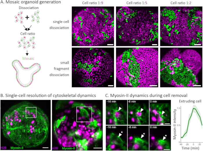 figure-results-3 Mosaic organoid generation diagram; single-cell dynamics; Myosin-II activity analysis; microscopy results.